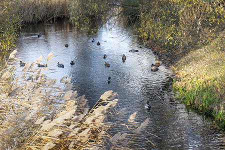 Ducks on the backwater among the thickets of flowering reedsの写真素材