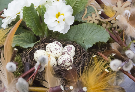 Composition on Easter with quaileggs in the nest, flowers and verbal budsの写真素材