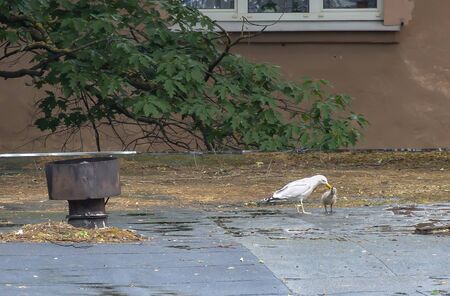 A gull on the roof of a house in the city feeds its chick.の写真素材