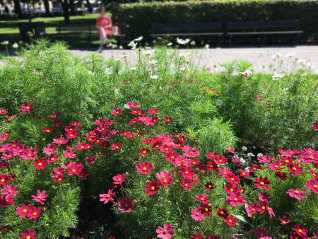 Latvia, Riga. Spring in the city park of Riga. The girl is resting on a bench against the background of a beautiful flower bed with flowers.の写真素材