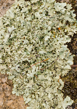 Bright and dark lichen on the stone. close-up, macro.の写真素材