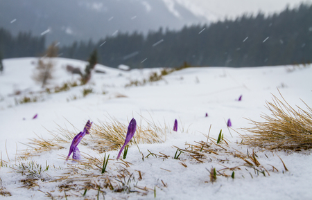 Buds iris break out from under the snow, against the backdrop of the forest and mountains.の写真素材