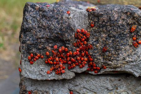 a large number of firebugs are sitting on a rock