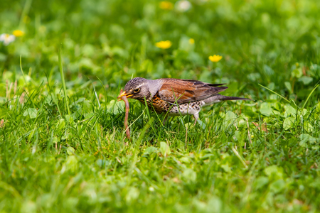 the thrush pulled the earthworm out of the ground and holds it in its beak.の写真素材