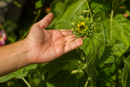 male left hand holding a sunflower budの写真素材