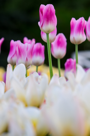 white pink tulips on a background of white and yellow tulipsの写真素材