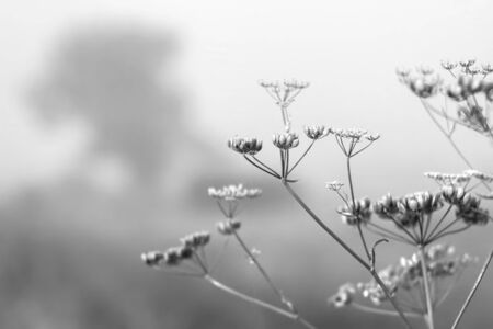 bush in the morning sun. foggy morning, dawn. Black and white.の写真素材