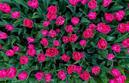 glade of large pink tulips, top viewの写真素材