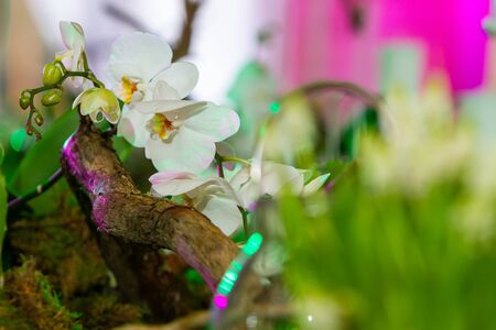 composition of a tree branch and a white orchid with highlights from lighting purple and green.の写真素材
