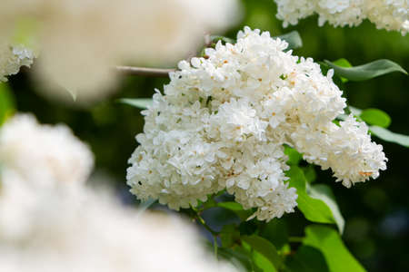 white lilac bush, close-up of flowers on a branchの写真素材