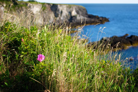 A lone wild flower in focus at the edge of a beautiful cliff