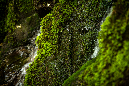 Moss on the stones of a waterfall in the forestの写真素材