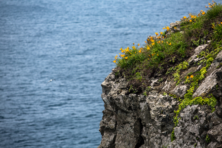 Yellow flowers on the cleavage against the seaの写真素材
