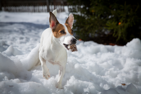 A dog with a bump in the snowの写真素材