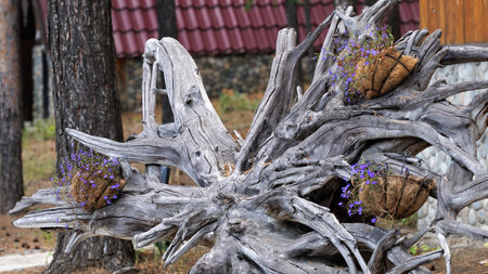 A big piece of wood containing purple flowers, found in natureの写真素材