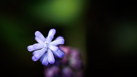 The image shows a detailed view of a purple flower set against a lush green background. It captures the beauty of nature in closeupの写真素材