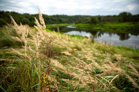 Tranquil riverbank with tall grass, distant forest, cloudy sky  a scene of beauty and serenity