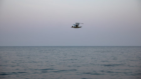 A Serene Moment A Bird Gliding Gracefully Over A Calm Ocean at Dusk, Capturing Beauty