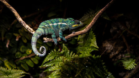 A Colorful Chameleon Relaxing on a Branch and Surrounded by Lush Greenery of Nature