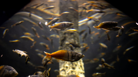 Explore the Vibrant and Diverse Underwater Life Found Within a Freshwater Aquarium Habitat