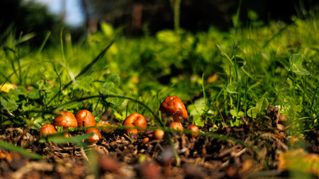 A whole bunch of mushrooms is growing beautifully in the grassの写真素材