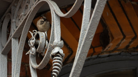 A small bird is gracefully perched upon a wrought iron railingの写真素材