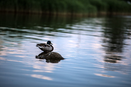 A duck is peacefully sitting on a rock in the water nearby