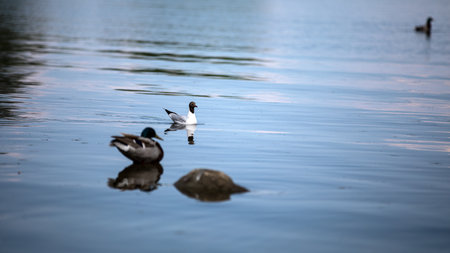 Two lovely ducks are happily swimming in a beautiful body of waterの写真素材