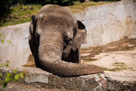 A sculpture of a large elephant crafted from rocks is resting on a rockの写真素材