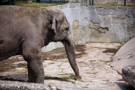 An elephant stands next to a rock formation