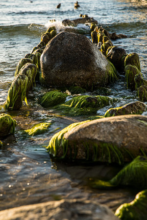 A sizable rock that is covered in vibrant green algae is situated in the water