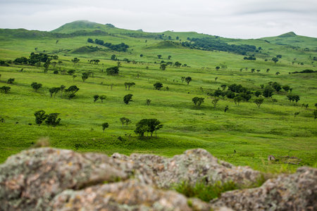 A vibrant and lush green field filled with trees and rocks in the foregroundの写真素材