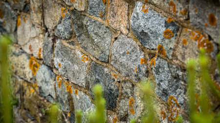 A detailed close up view of a stone wall featuring lichen growthの写真素材