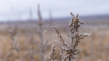 A Frosty Field Surrounded by Delicate Vegetation in a Beautiful Winter Landscape Sceneの写真素材