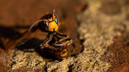This is a closeup image of a dead wasp showcasing a single poison droplet present on its sting areaの写真素材