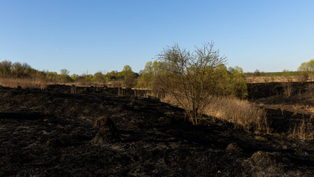 A Spring Landscape Showcasing Burnt Grass Transitioning to Renewing Life and Vibrant Flora in the Countrysideの写真素材