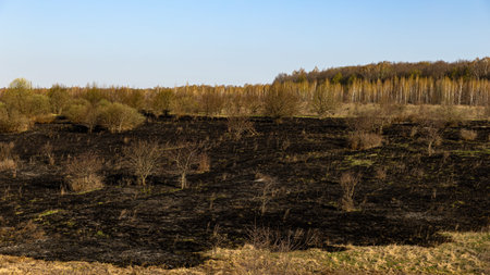 A Spring Landscape Showcasing Burnt Grass Transitioning to Renewing Life and Vibrant Flora in the Countrysideの写真素材