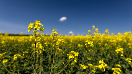 A field of bright yellow flowers flourishes under a clear blue sky, creating a serene scene