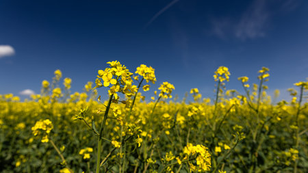 A field of bright yellow flowers flourishes under a clear blue sky, creating a serene scene