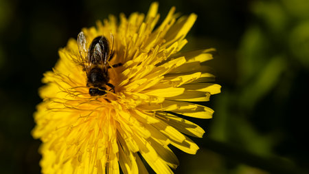 A bee is perched delicately on a dandelion flower, illuminated beautifully by natural lightの写真素材
