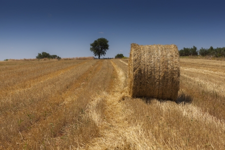 straw bale on a harvested wheat field at Greece on a sunny dayの写真素材