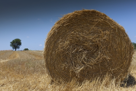 straw bale on a harvested wheat field at Greece on a sunny dayの写真素材
