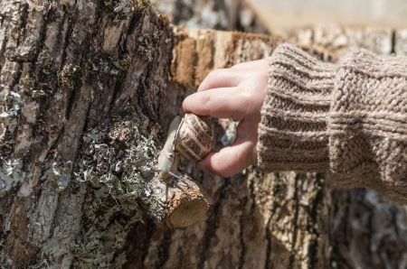 Baby touching snail on a tree closeup under sunlightの写真素材