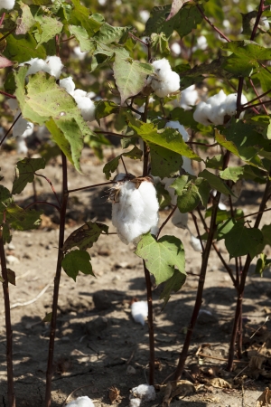 Cotton plant close up under sunlightの写真素材