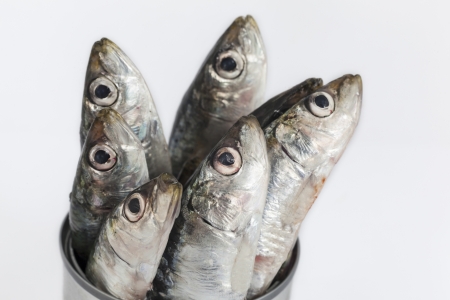 fresh fishes, sardine, in tin can as a preserved foodの写真素材