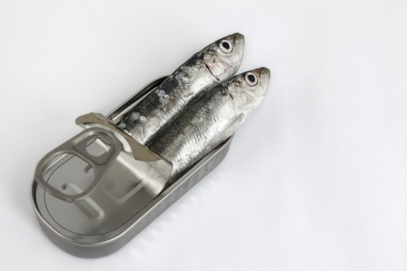 fresh fishes, sardine, in tin can as a preserved foodの写真素材