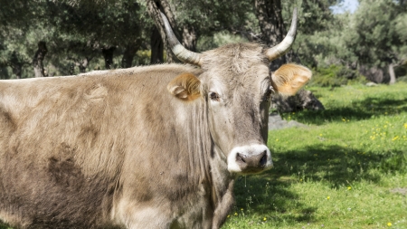 Brown cow with horns in countryside, outdoorの写真素材