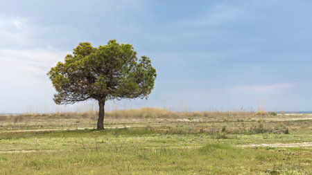 Lonely tree in green filed and blue sky