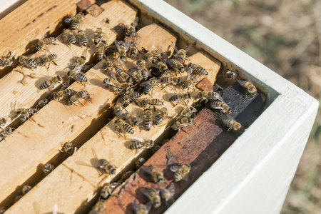 Open beehive with bees and frameworks