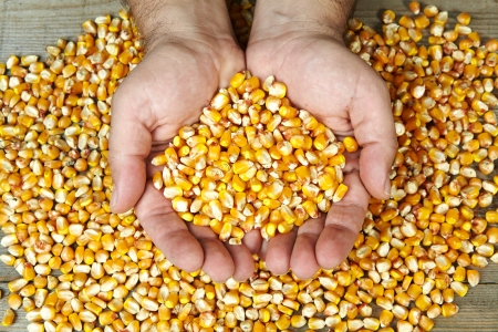 man s hands holding dry cornの写真素材